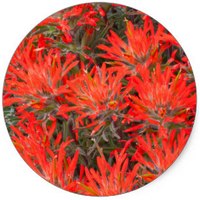 Indian Paintbrush