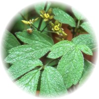 Caulophyllum Thalictroides - Blue Cohosh