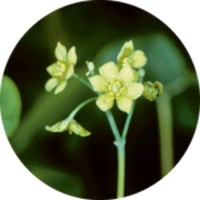 Caulophyllum Thalictroides