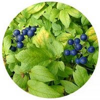 Caulophyllum Thalictroides