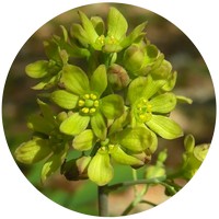 Caulophyllum Thalictroides