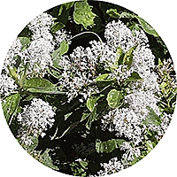 Ceanothus Americanus - New Jersey Tea