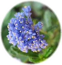 Ceanothus Americanus - Lirio de California