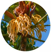 Cecropia Pachystachya