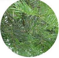 Cephalotaxus Fortunei