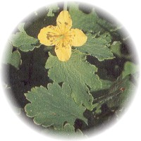 Celidonia Menor - Ficaria Verna