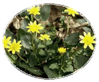 Celidonia Menor - Ficaria Verna