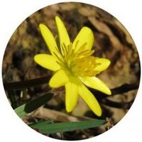 Celidonia Menor - Ficaria Verna
