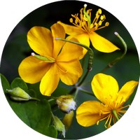 Chelidonium - Celidonia