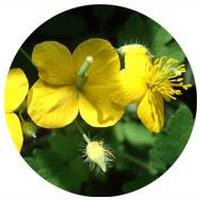 Chelidonium Majus