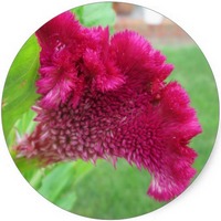 Celosia
