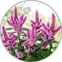 Celosia