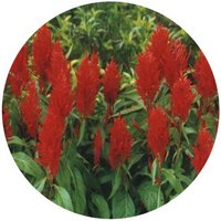 Celosia Cristata