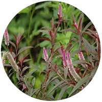 Celosia Argentea - Silver cock's comb