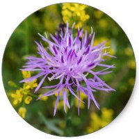 Centaurea