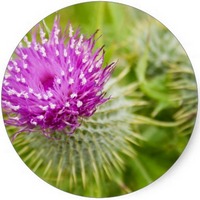 Centaurea