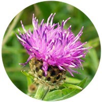 Centaurea Jacea