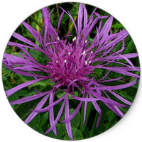 Centaurea