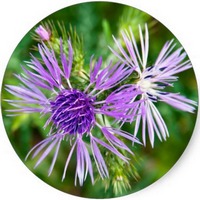 Centaurea