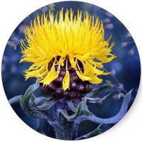 Centaurea Macrocephala