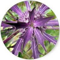 Centaurea Polyacantha