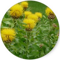 Centaurea Solstitialis