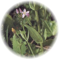 Centaurium Erythraea - Centaury
