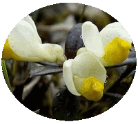 Chamaebuxus Alpestris