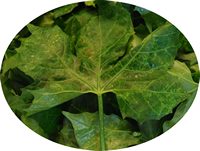 Chaya - Cnidoscolus Chayamansa