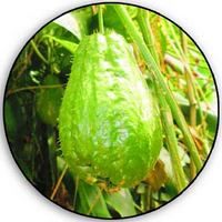 Chayote: Sechium Edule