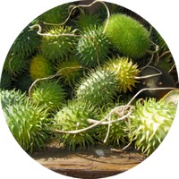 Chayote: Sechium Edule