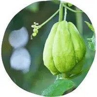 Chayote: Sechium Edule