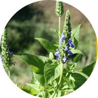 Chia: Salvia Hispanica
