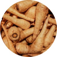 Pastinaca Sativa - Parsnip