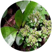 Chrysosplenium Macrophyllum