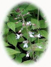 Circaea Lutetiana