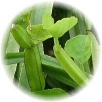 Cissus Quadrangularis
