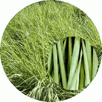 Cymbopogon Citratus - Citronela