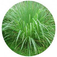 Cymbopogon Citratus - Citronela