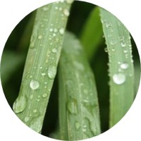 Cymbopogon Citratus - Citronela