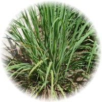 Cymbopogon Citratus - Citronela