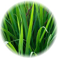 Cymbopogon Citratus - Citronela