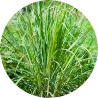 Cymbopogon Citratus - Citronela