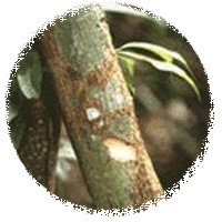 Tynanthus Fasciculatus