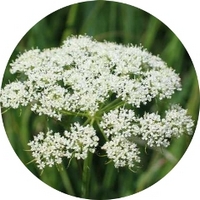 Cnidium Monnieri - She Chuang Zi