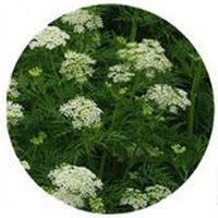 Cnidium Monnieri - She Chuang Zi