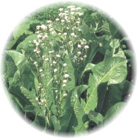 Cochlearia Officinalis