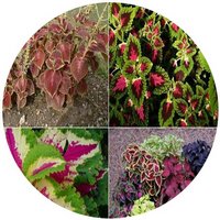 Plectranthus Scutellarioides