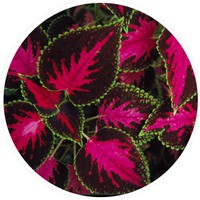 Coleus Tuberosus