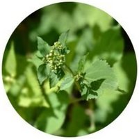 Colinsonia Canadensis